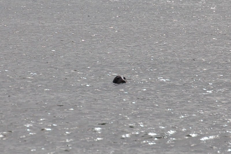 Xerus en Zaza op Vlieland (22).jpg